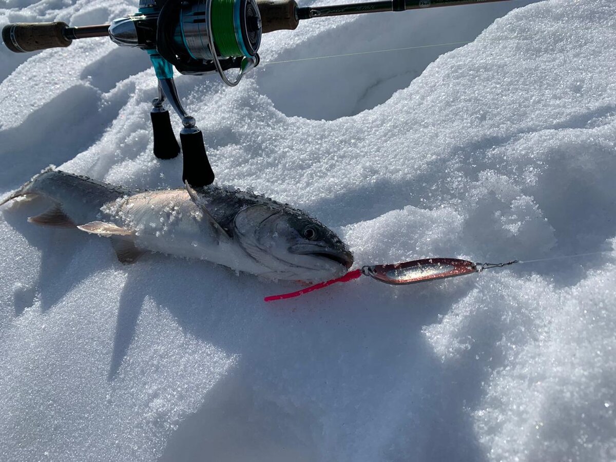 Голец. Фото с https://kamfishing.ru