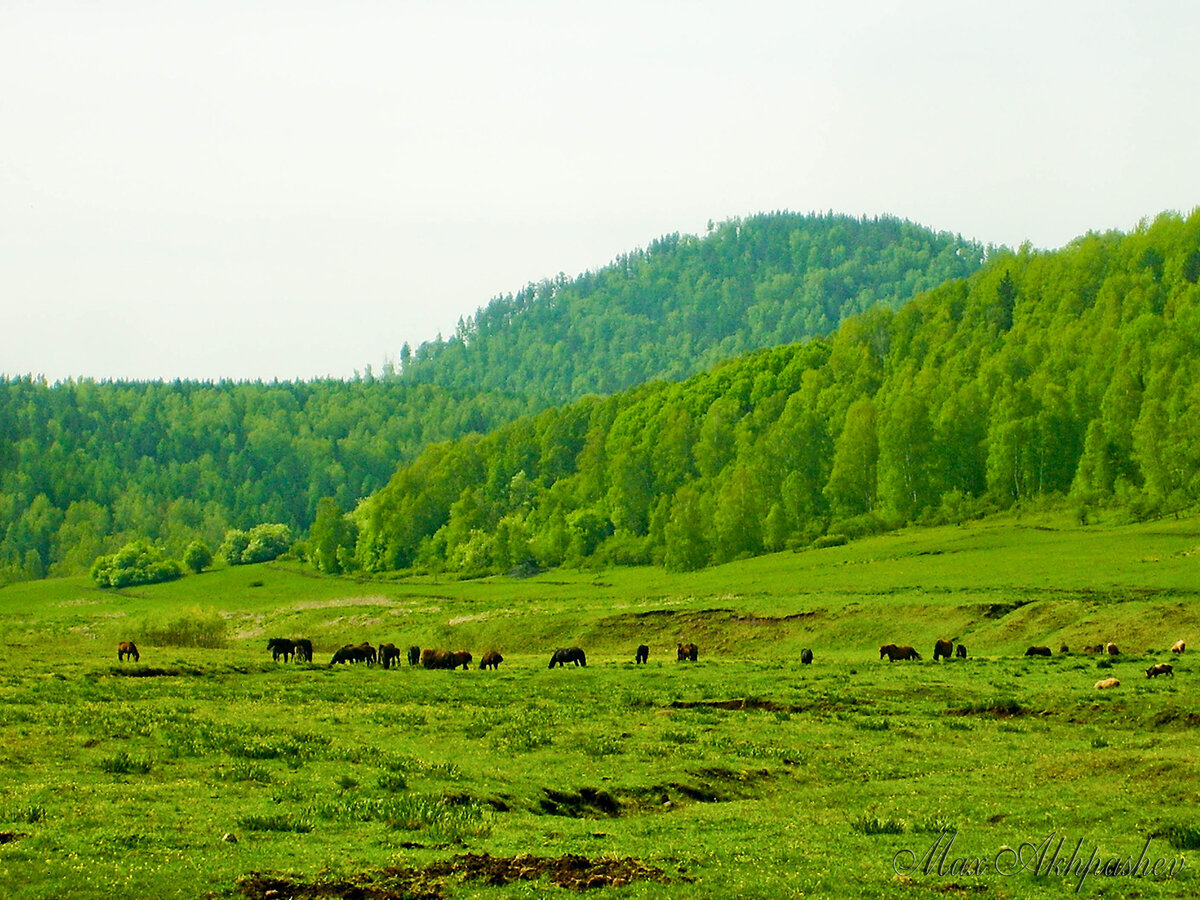 Долина речки Пыдырах-суг. 2009 г.