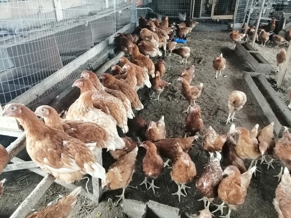 Гнезда для кур несушек с яйцесборником