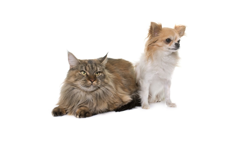Источник фото: https://ru.freepik.com/premium-photo/maine-coon-cat-and-chihuahua_4069517.htm