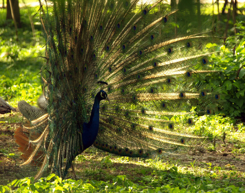 Ботанический сад им. Косенко (павлины, цесарки середина парка)