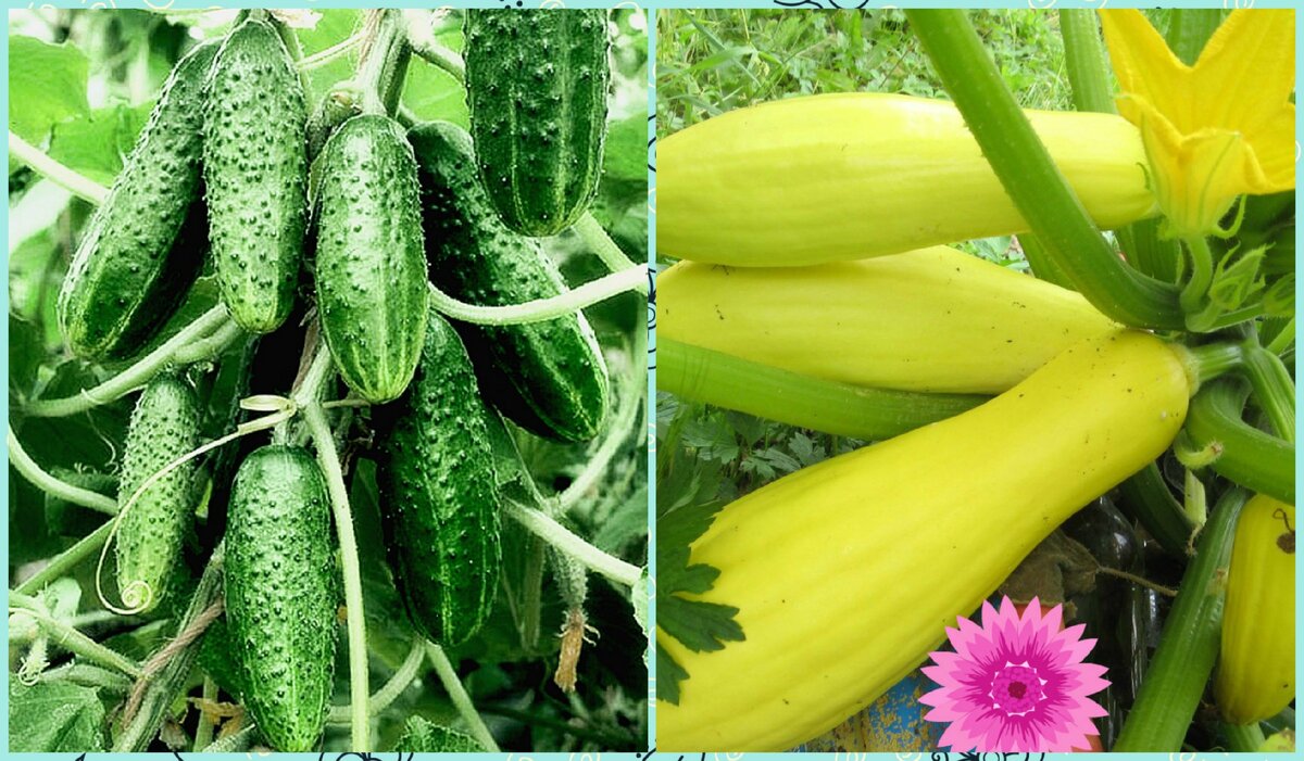 Много огурцов и кабачков – это класс!!!