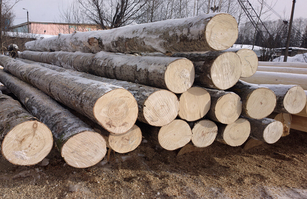 Древесина осины (фото из сети интернет )