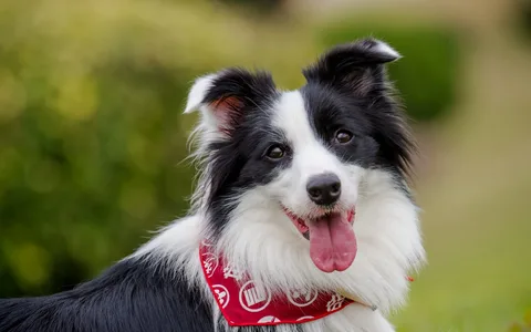 бордер-колли