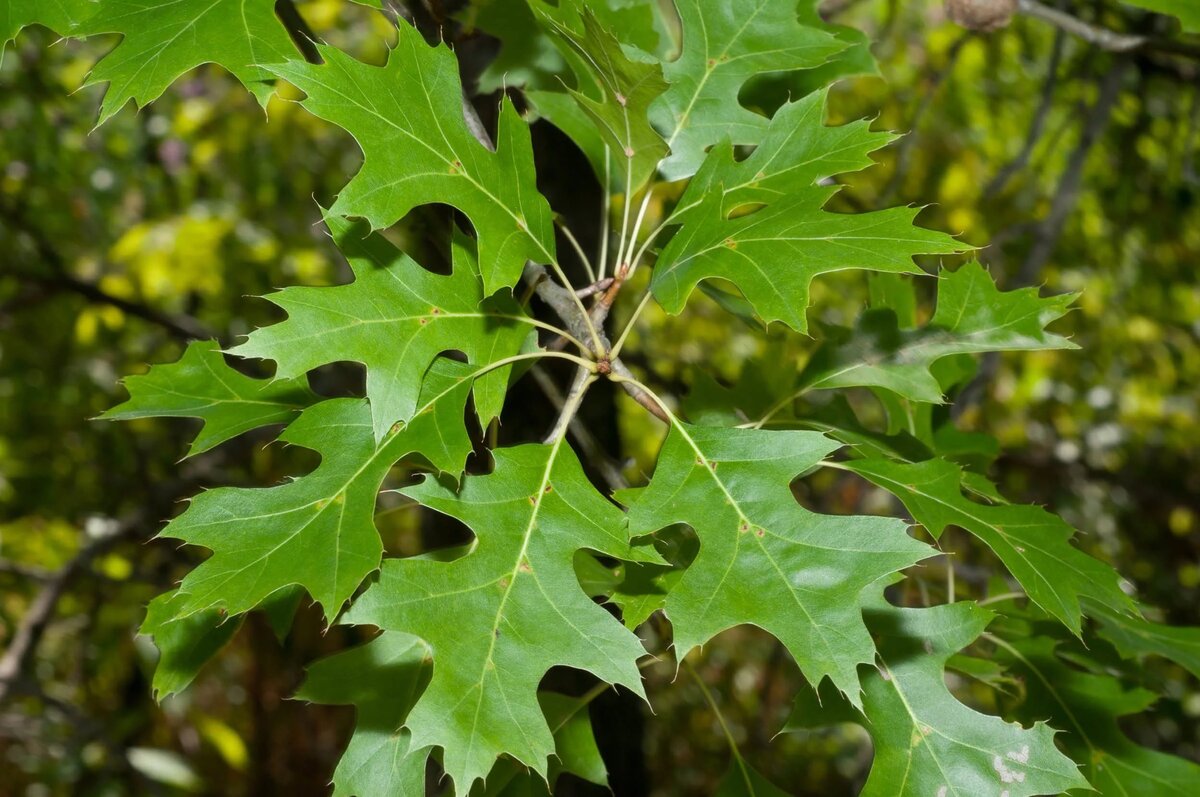 Дуб красный, Северный Quercus rubra