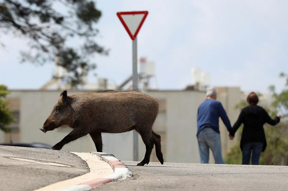 Дикие животные на улицах Израиля, и это - не кино