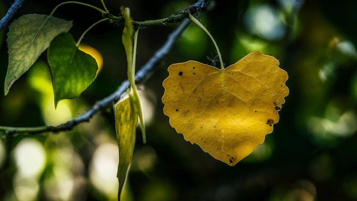 сердце на листе. осенние обои сердце. листья любовь к природе. сердце из растений. фотоальбом магнитный 20 листов лучшие пожелания.
