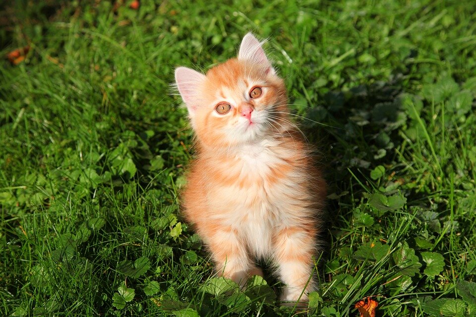 Фото: pixabay.com