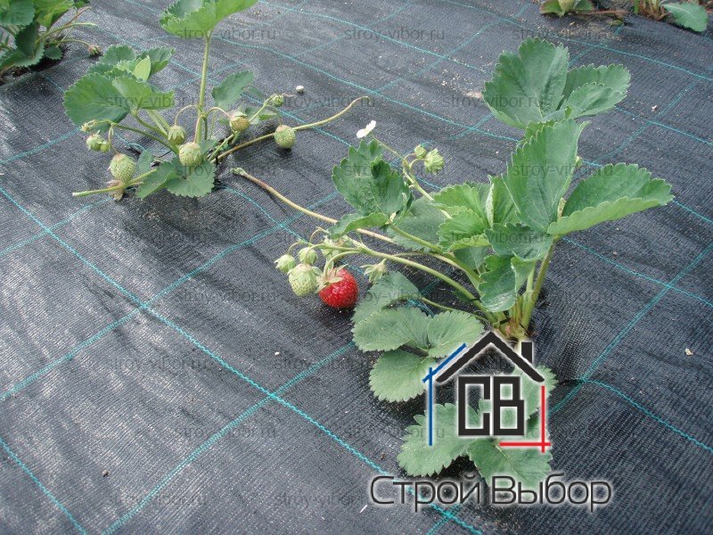 Агроткань для большого урожая