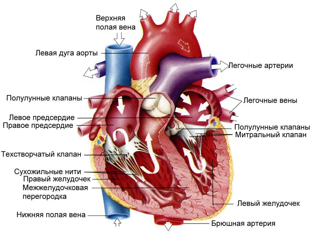 Сердце человека литература