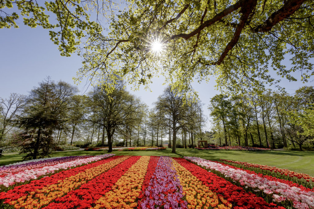 Фото: keukenhof.nl