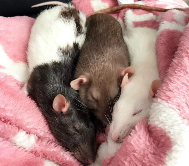 Как избавиться от крыс в домашних условиях