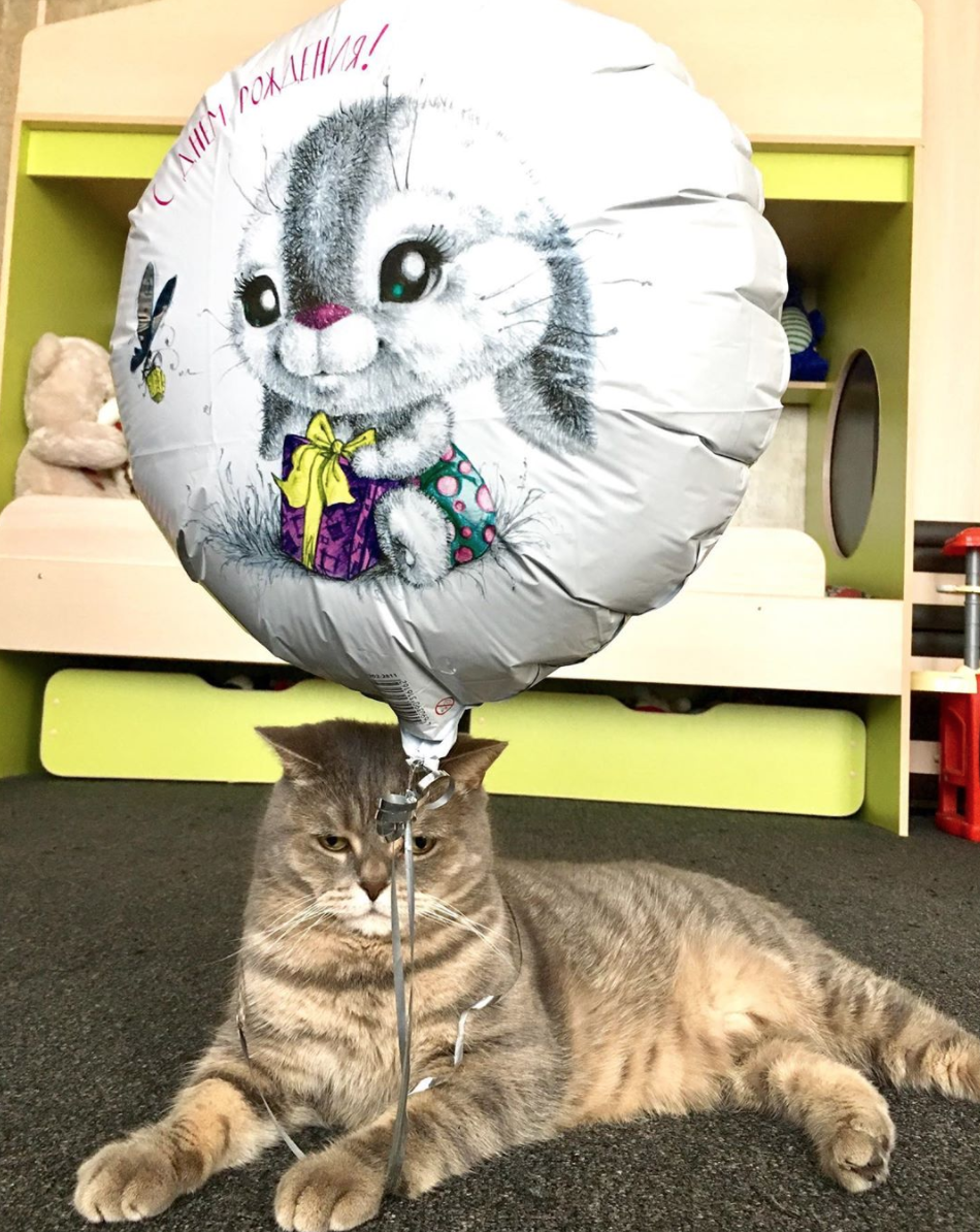 Отмечать день рождения кота