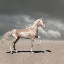 Лошади приходилось быть всегда настороже, а при опасности резким прыжком сниматься с места, скакать во весь опор по холмам, быстро менять направление бега, чтобы не сорваться в пропасть. Эта тревожная жизнь, протекавшая в благоприятных кормовых условиях, стимулировала эволюцию предков ахалтекинцев в направлении исключительной быстроаллюрности, обострения органов чувств, легкой возбудимости, а значит, высокой степени развития нервной системы. Эти ценные качества породы и были развиты предками туркмен. Немалое значение играло кормление не только высокопитательными травами (например, люцерной), но и зерном, что было возможно только благодаря развитию в этих местах земледелия. В Туркменистане очень строго относились к чистоте происхождения лошади уже в древнейшие времена. Как бы там ни спорили ученые о том, где впервые одомашнена лошадь, самое древнее изображение домашней лошади обнаружено на территории нашей страны (изображение на обломке керамического сосуда из Кара-Тепе. IV тыс. до н.э.).
 К III тыс. до н.э. относятся статуэтки лошадей, найденные на поселениях Алтын-депе и Улуг-депе. Кости лошадей обнаружены в Анау. Однако скептики до недавнего времени отвергали туркменистанское происхождение лошади. Новые и поистине сенсационные открытия были сделаны в 2000 г. археологами на городище Гонур-депе (Маргуш). Там обнаружен скелет жеребенка, а это уже факт, указывающий на то, что это было уже домашнее животное, которое родилось здесь, а не попало в эти места извне. В 2001 г. там же были найдены уникальная бронзовая головка лошади (длина 7 см, вес - 1 кг (!)) и небольшие музыкальные трубы (4 шт.). Эти трубы использовались исключительно для тренировки лошадей, которые под их звуки учились двигаться по команде. Больше нет сомнений в том, что туркмены являются не только древнейшими в мире земледельцами, ковроделами, но и коневодами. Туркменистан был и остается не только международным центром ахалтекинского коннозаводства, но и родиной коневодства.