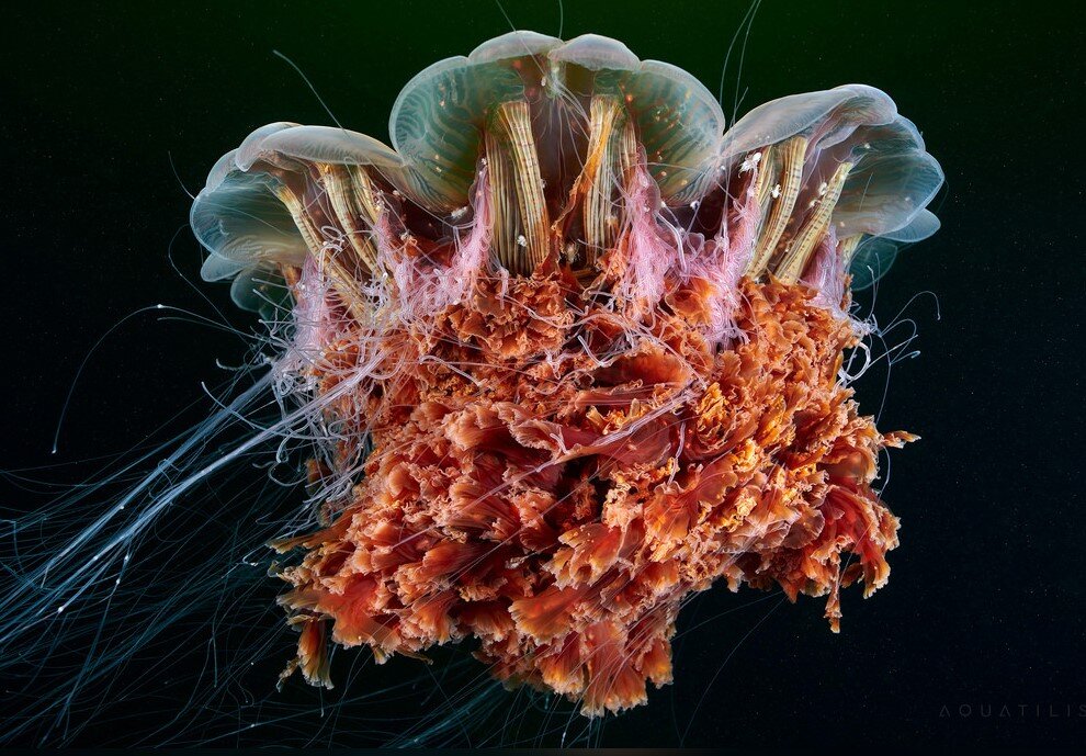 Изображение с Яндекс. Картинки.