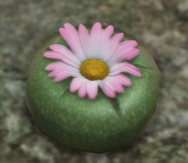 кактус Пейот