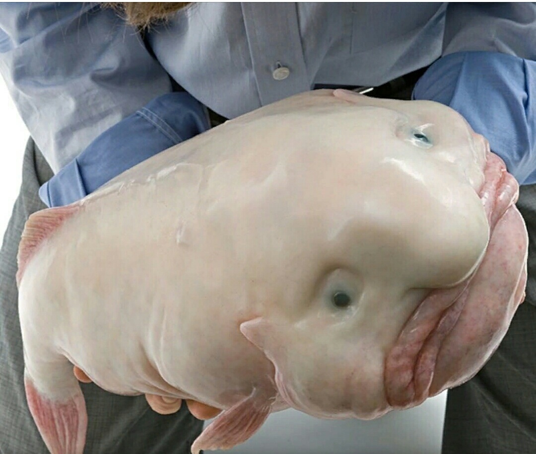 Рыба  капля