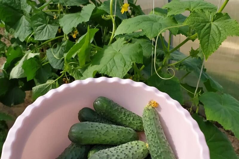 Вот такие огурцы собираю в теплице.