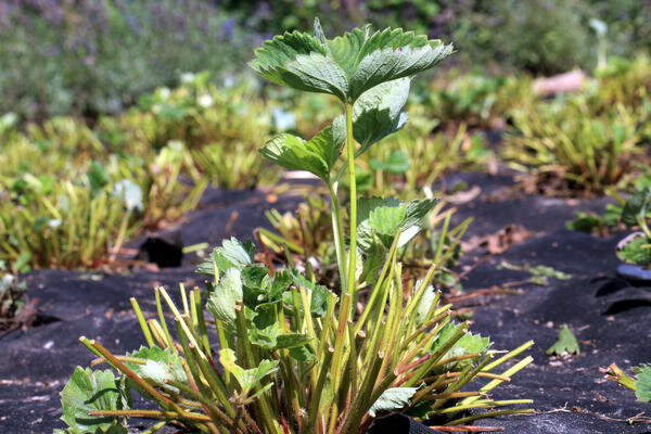 Вот так выглядят кусты после обрезки