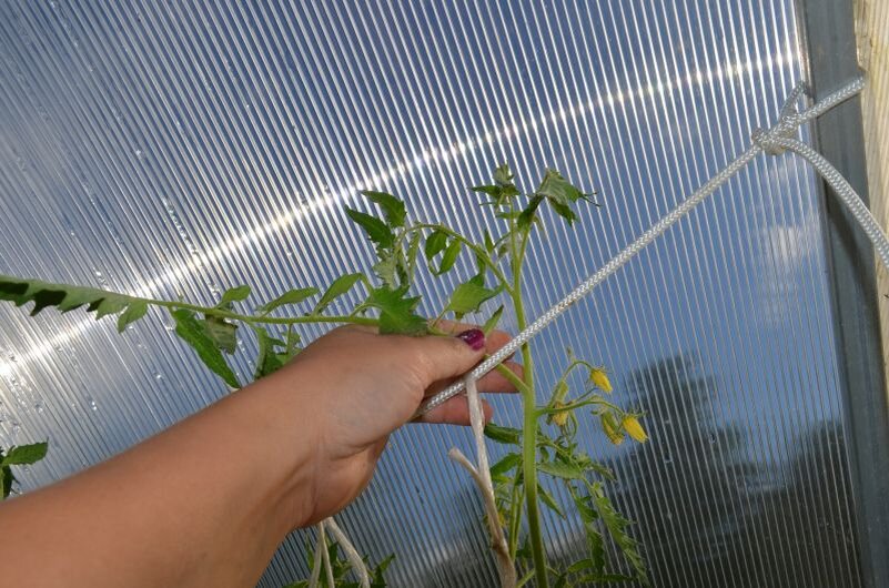 Верхушка стебля у томата.