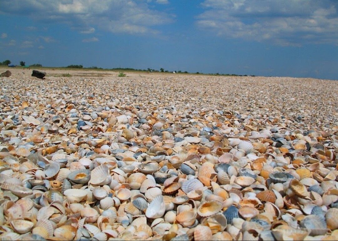 Первый минус ➖ ракушка