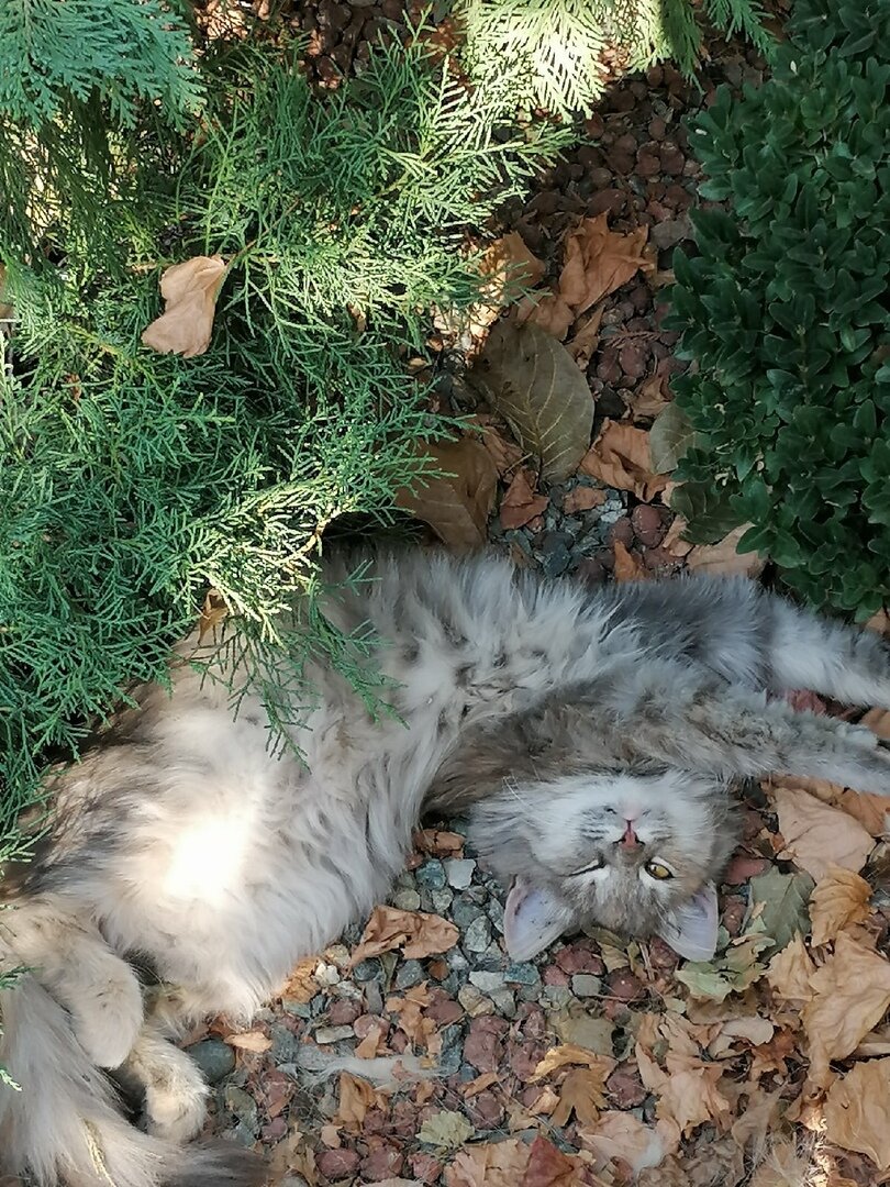 Проще как кот валяться и мечтать о хорошей жизни...