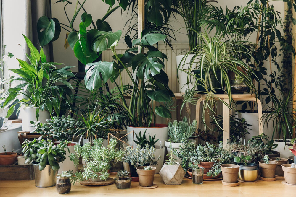 "Джунгли зовут!" или как не переувлажнить воздух в квартире