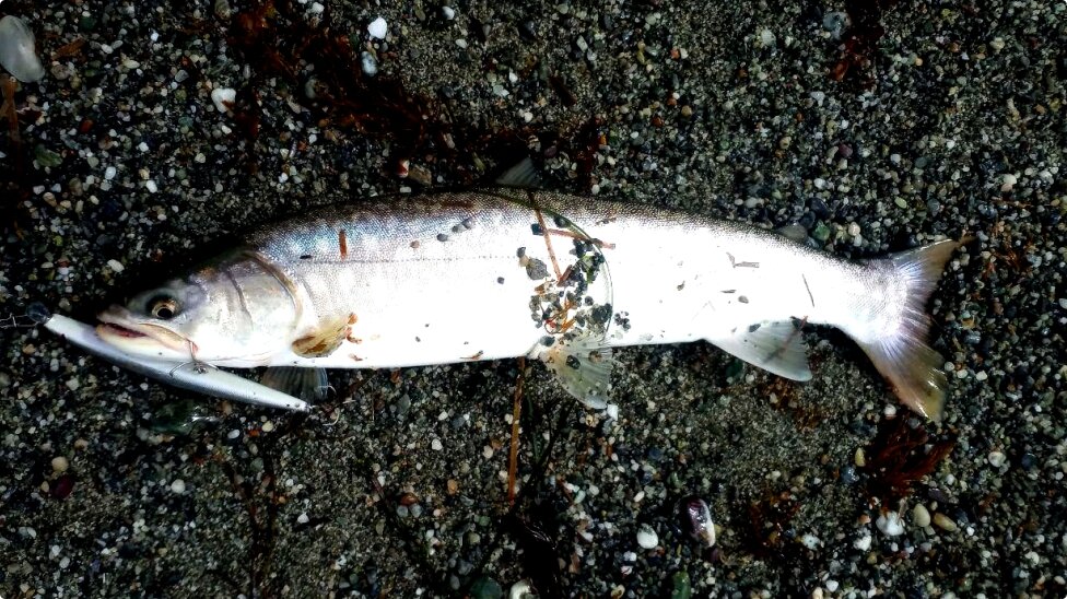 Кунджа пойманная в среднем течении реки Лютога: осенью даже небольшие экземпляры отлично отзываются на крупные (90-130 мм) минноу