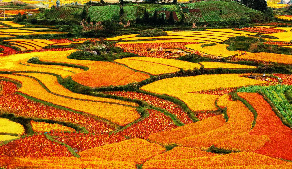 Dongchuan Red Soil: съедобная радуга провинции Юньнань. Яндекс картинки