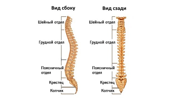 Отделы позвоночника 