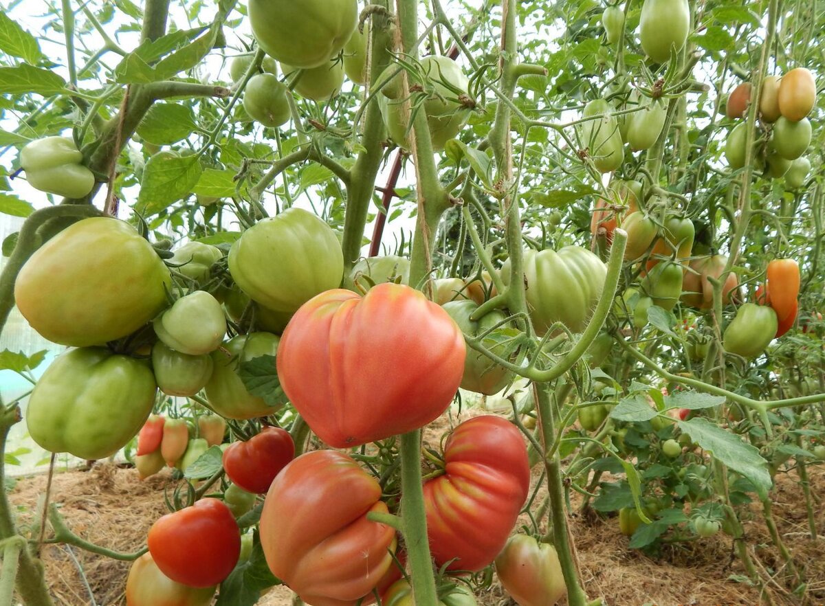 На переднем плане минусинский сорт "Бычки". Фото автора
