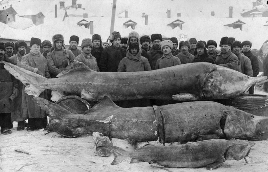 Белуга весом 1227 килограмм.