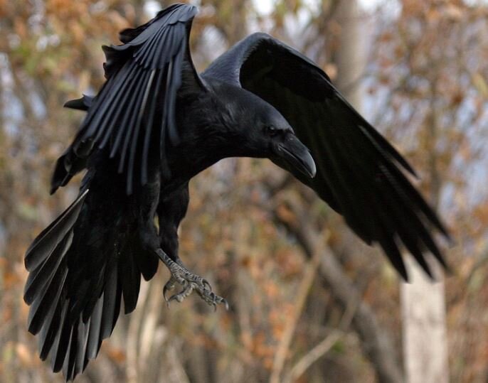 Ворон атакует. Фото из интернета.
