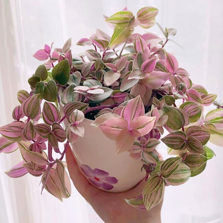Tradescantia