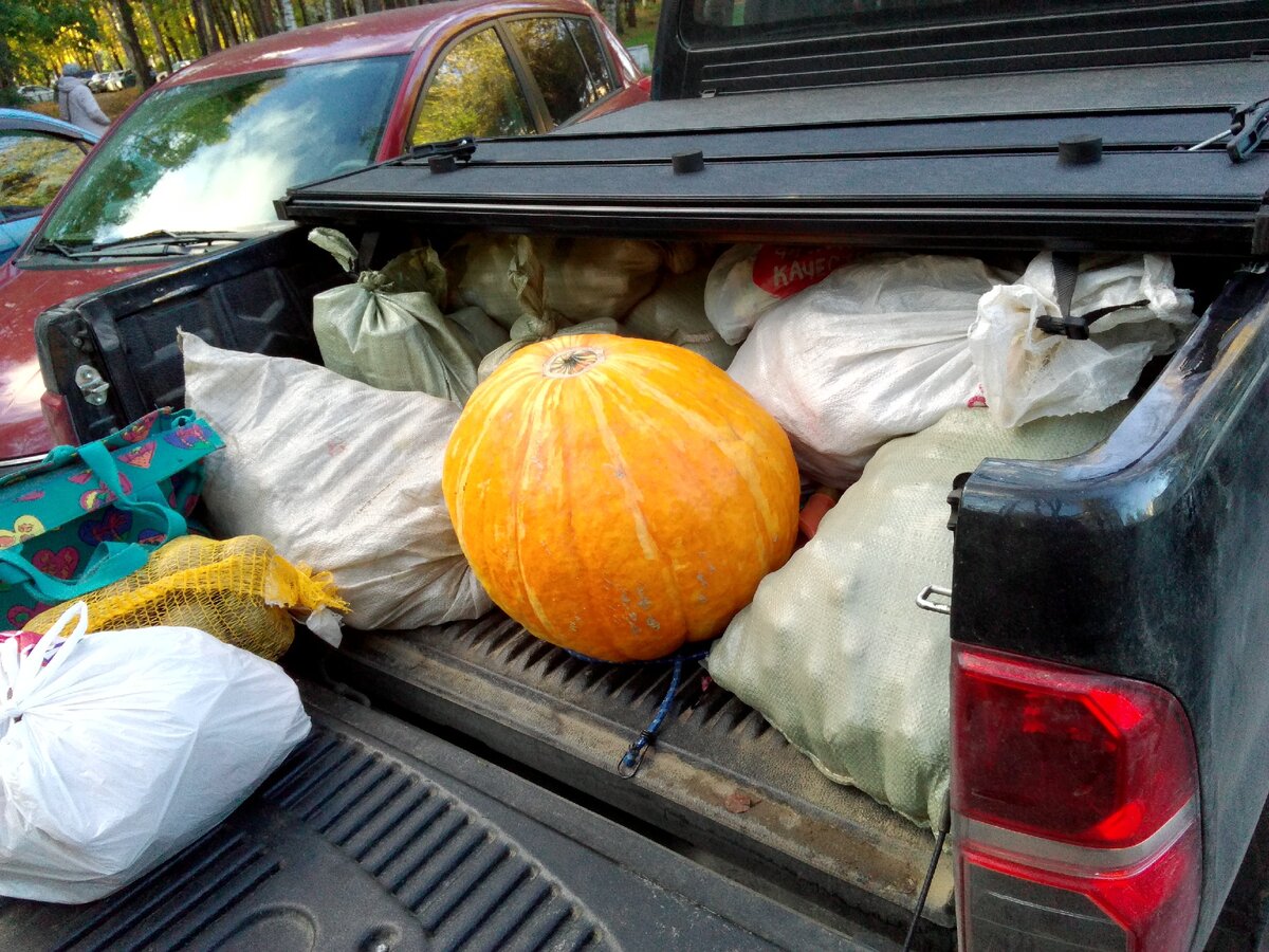 Тыква во всей красе!