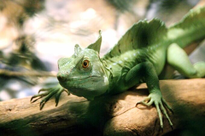 Это явно не то существо, против которого сражался Гарри Поттер во II части франшизы))