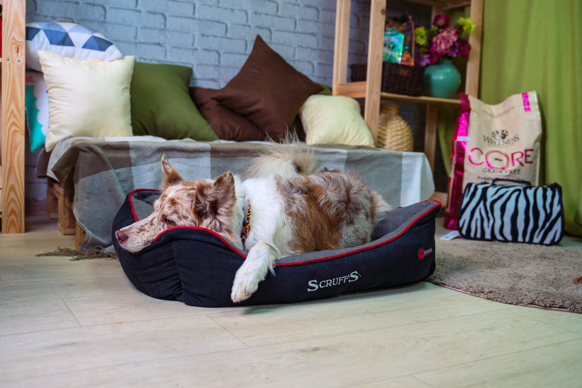 Фото интернет-магазина Мистер Гав