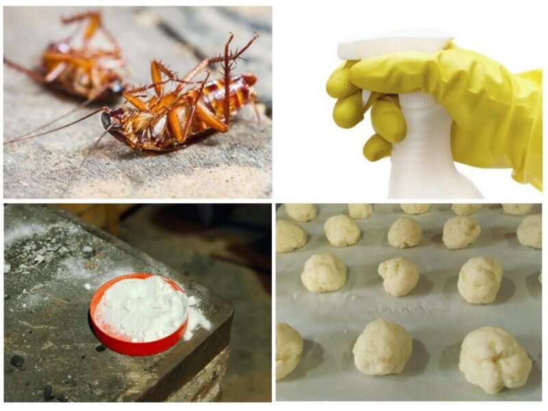 Избавляемся от тараканов с помощью борной кислоты. Иллюстрация для статьи используется с сайта notklop.ru