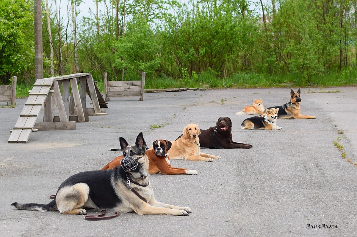 группа собак дрессировка на площадке. групповые занятия с собаками окд. занятия с собаками в группах. занятия с кинологом. немецкая овчарка окд.