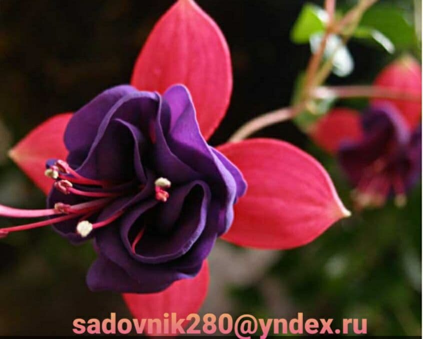 Фото-коллаж автора Алесад. Цветок Фуксии Dark Eyes