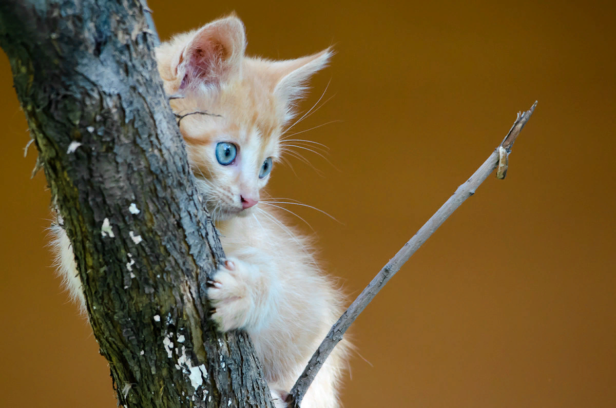 фото Яндекс Диск