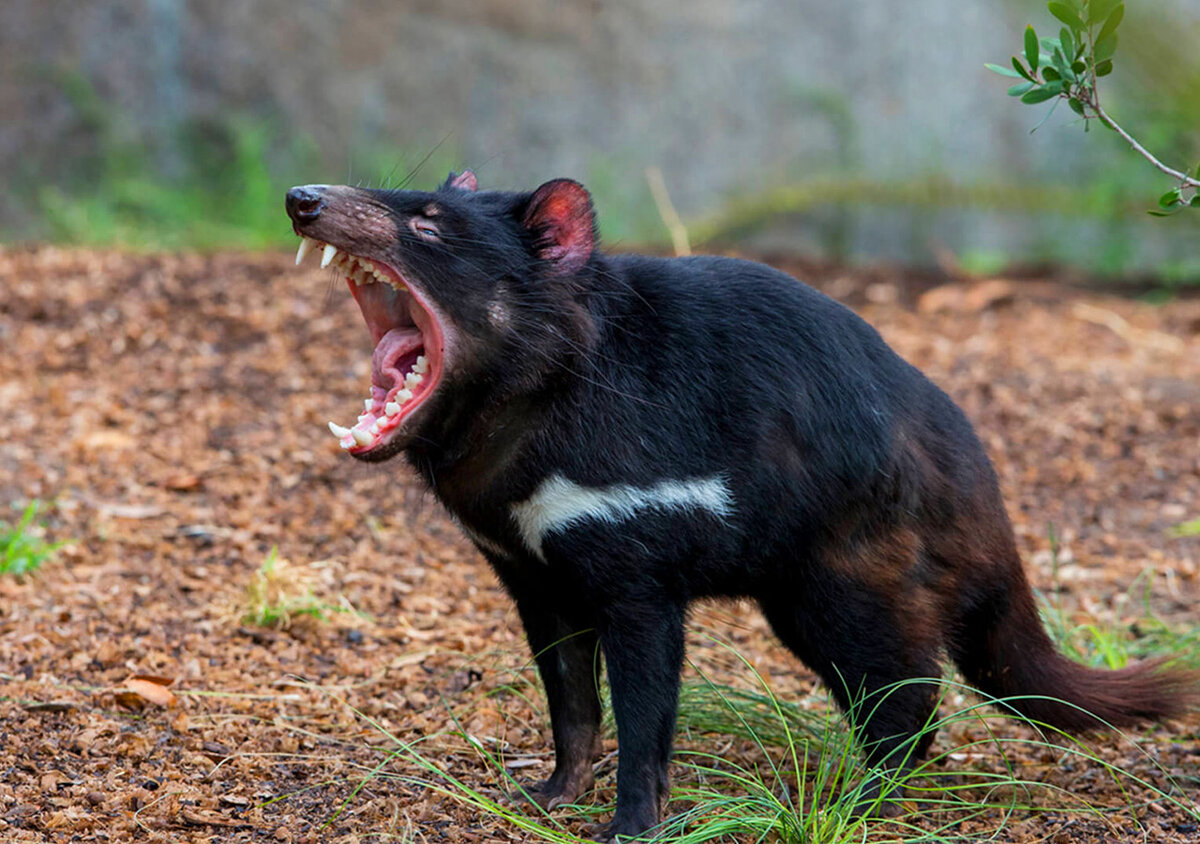 Тасманский дьявол австралия фото