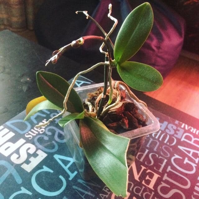 Так героиня моей истории выглядит сейчас