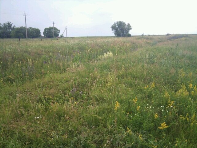 Неглубокий овражек вдоль прогона