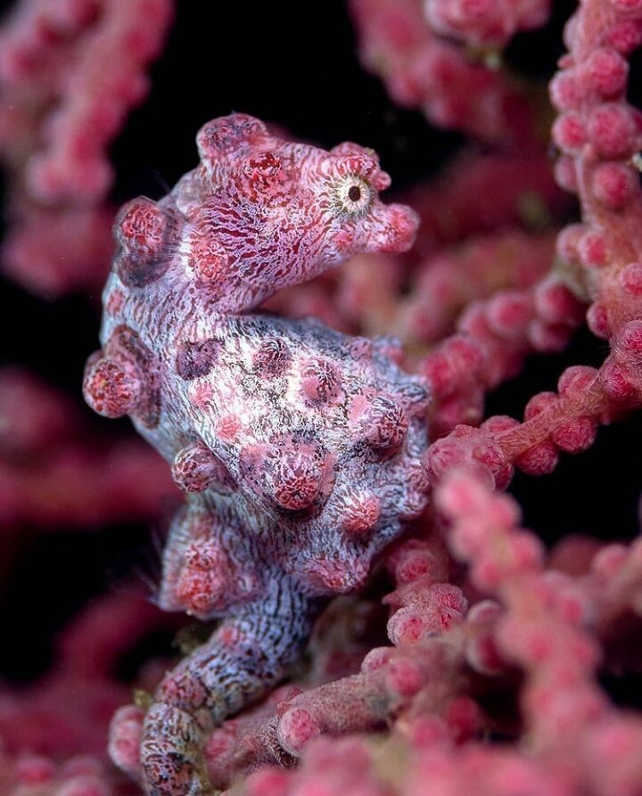 Самый маленький представитель морских коньков - конек-пигмей. 