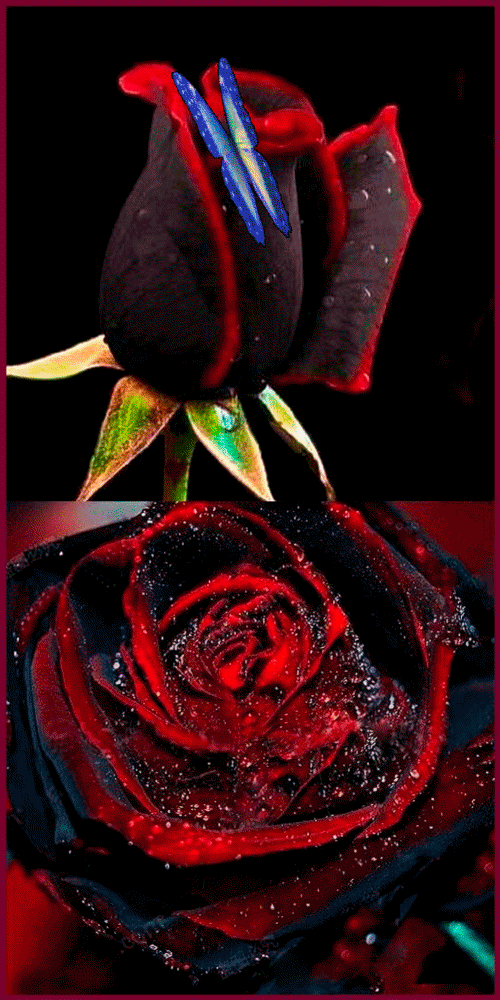 pinterest.com