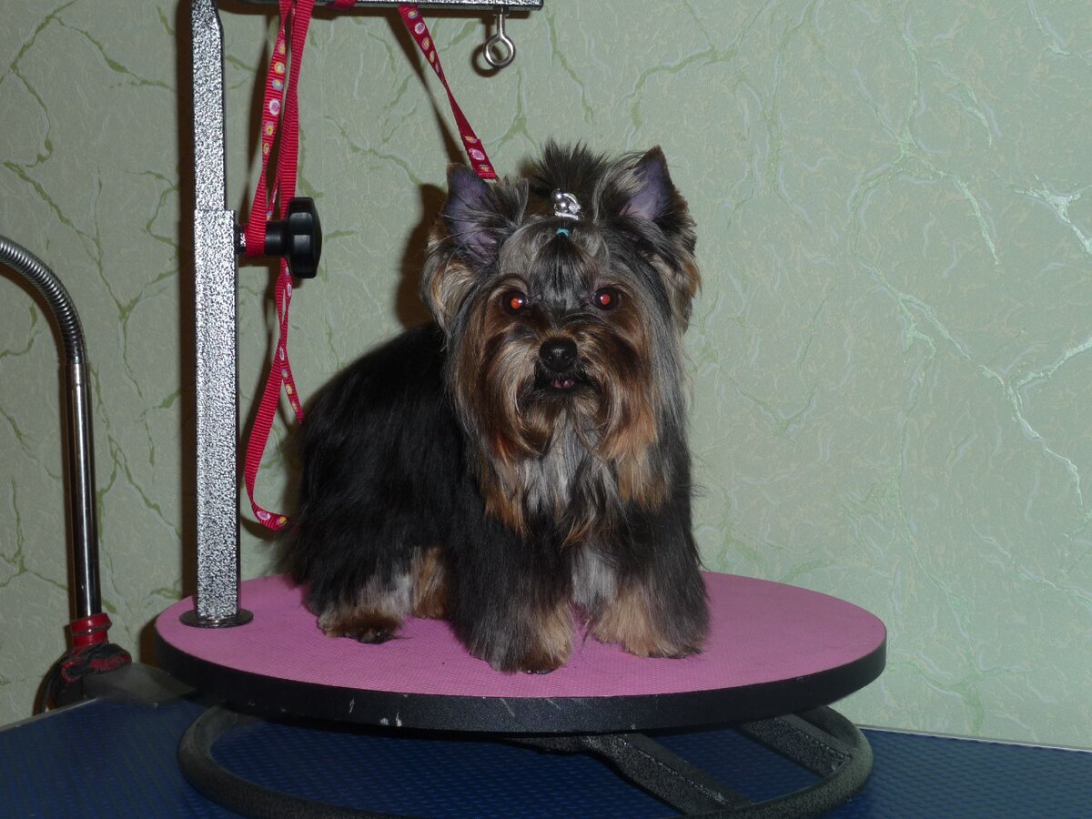 Стрижка йоркширского терьера