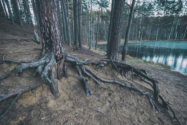 Обнаженные корни деревьев.