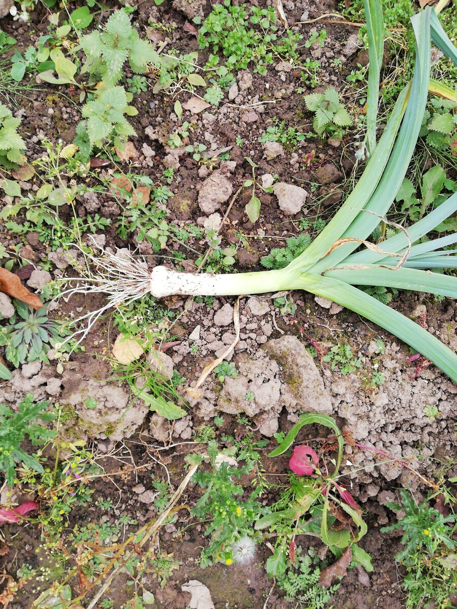 Таким вырос. Фото автора