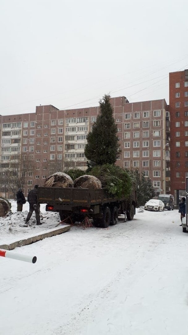 В Приморском районе Санкт Петербурга, прямо среди бела дня воруют елки - откапывают и вывозят на грузовых автомобилях.